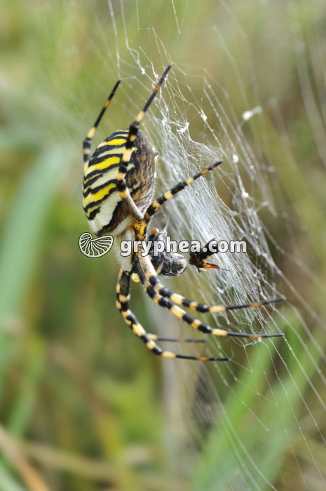 Epeire fasciée ((Argiope bruennichi) à l'affût - gryphea.com